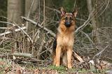 BERGER ALLEMAND 1054